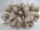 PIECE OF CORAL (VERY FRAGILE)