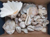 BAG OF SHELLS