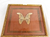 FRAMED ART HUGE MOTH UNDER GLASS ~ 16 1/2