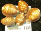 1539 _ Group of Cowrie Shells (Odd & Curious Money) used in the Philippines Islands and Indonesia fo