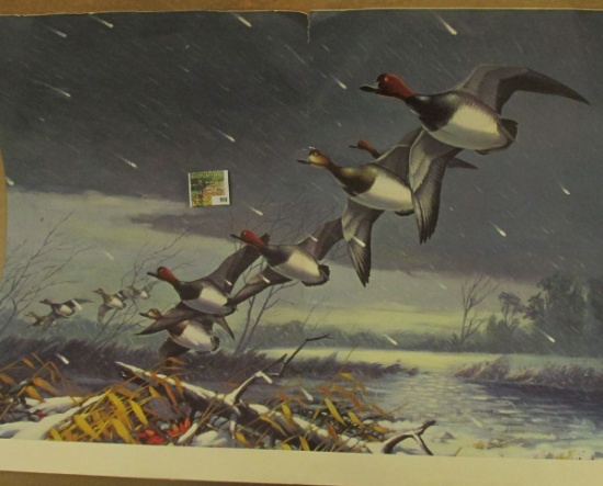 20 1/2" x 29" Poster of "Red Head Ducks" in flight.