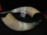 Pair of Bull Horns for use in making Powder flasks.