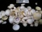 Large Collection of various Sea Shells.
