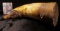 1800 era Bull Horn Black Powder Flask.