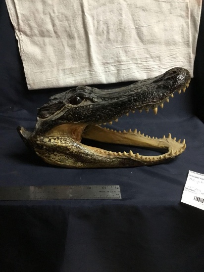 Vintage alligator head mount