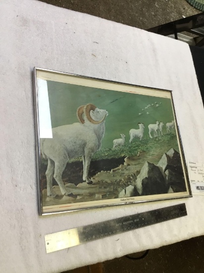 Frame picture of Alaskan dahl sheep