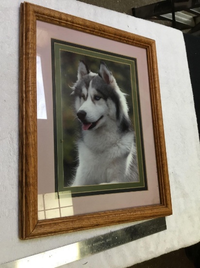 Oak framed photo of husky dog info on back of famous Photografer
