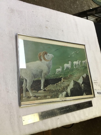 Framed picture of Alaskan dahl sheep