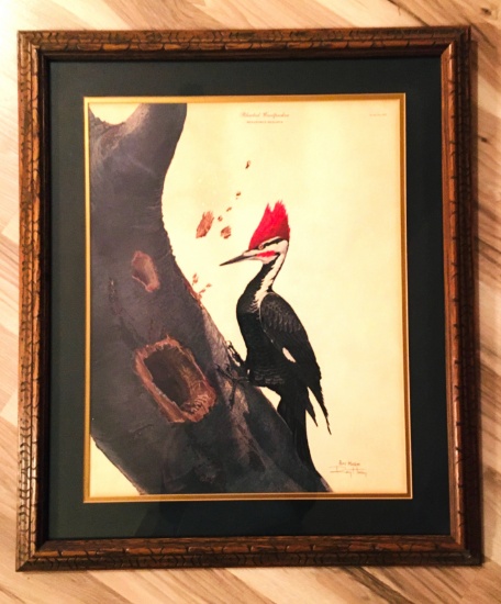 Ray Harm Print - PILEATED WOODPECKER