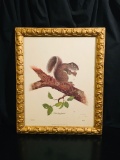 SIGNED Framed Print by Jim Oliver - EASTERN GRAY SQUIRREL