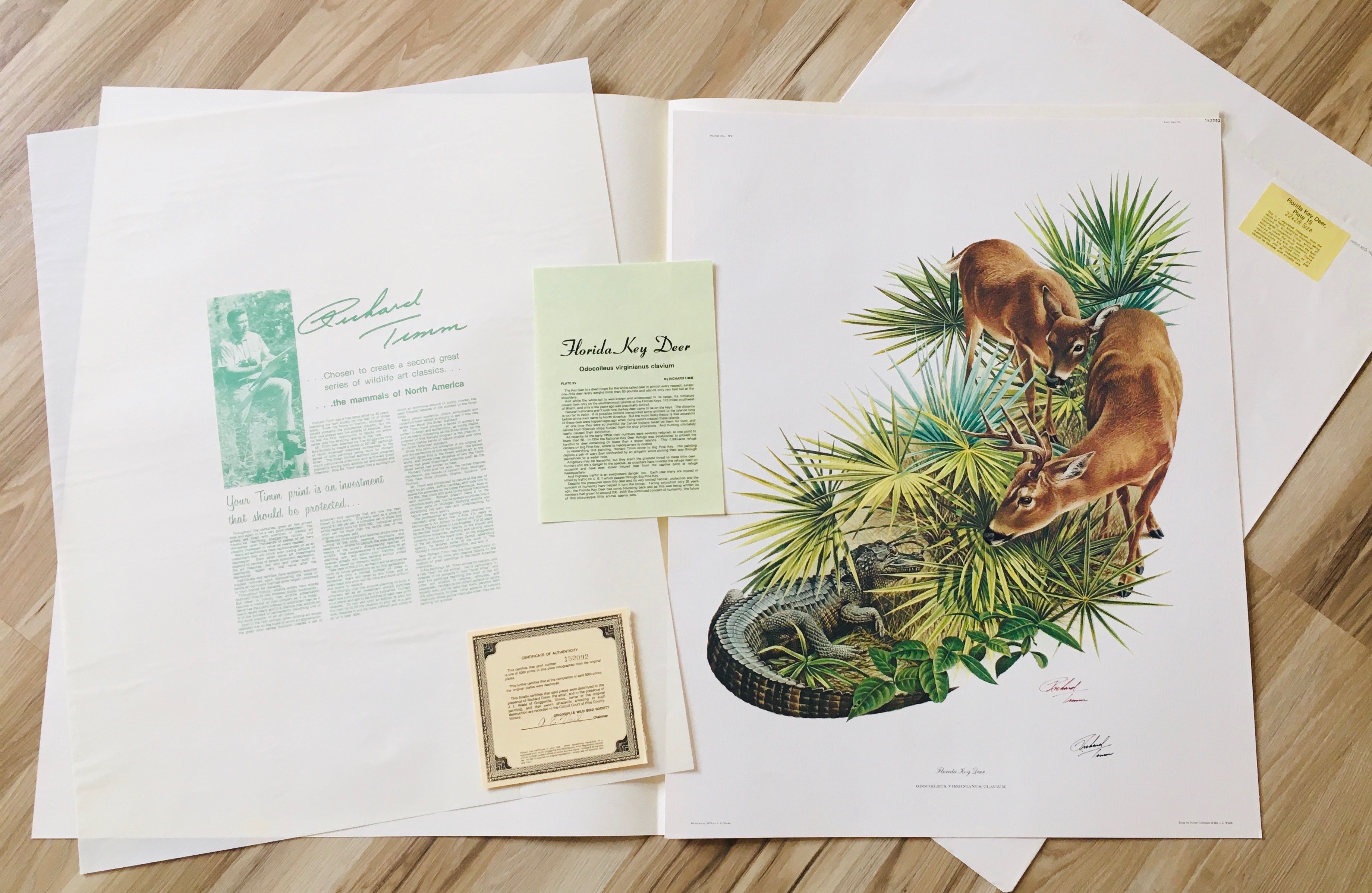 Key Deer - Signed Fine Art Print