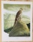 1975 Richard Sloan - PRAIRIE FALCON - Signed - 22” x 28” FALCO MEXICANUS  333887