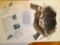 1969 Richard Sloan - GREAT HORNED OWL - Signed - 22” x 28” BUBO VIRGINIANUS- 071871