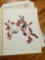 1970 Richard Sloan - BLACK-CHAPPED CHICKADEE - Signed - 22” x 28” PARUS ATRICAPILLUS - 062134