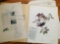 1968 Richard Sloan - PURPLE MARTIN Signed - 22” x 28” PROGNE SUBIS - 012525