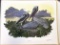 1972 Richard Sloan - BROWN PELICAN - Signed - 22” x 28” PELICANS OCCIDENTALIS  172286