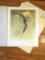 1971 Richard Sloan - PEREGRINE FALCON - Signed - 22” x 28” FALCO PEREGRINUS  141045