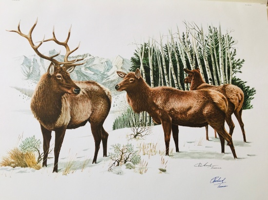 1973 Richard Timm - ELK Signed - 22" X 28"  CERVUS CANADENSIS 035174