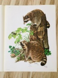 1972 Richard Timm - RACCOON - Signed -024475- 22” x 28” PROCYON LOTOR 024475