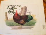 1978 Richard Sloan - RHODE ISLAND RED- Signed - 22” x 28”  500472