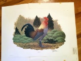 1977 Richard Sloan - BLUE HEN CHICKEN- Signed - 22” x 28”  -433300