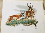 1974 Richard Timm - PRONGHORN - Signed - 22” x 28” ANTILOCAPRA AMERICANA 135415