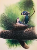 1977 Richard Sloan - BLUE JAY- Signed - 22” x 28” CYANOCITTA CRISTATA - 444410