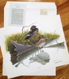 1970 Richard Sloan - WOOD DUCK - Signed - 22” x 28” AIX SPONSA - 081662