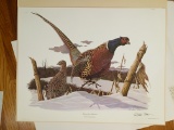 1969 Richard Sloan - RING-NECKED PHEASENT - Signed - 22” x 28” PHASIANUS COLCHICUS - 032593