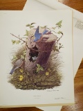 1968 Richard Sloan - EASTERN BLUEBIRD Signed - 22” x 28” SIALIA SIALIS - 022757