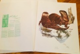 1973 Richard Timm - RIVER OTTER - Signed - 22” x 28” LUTRA CANADENSIS  063847