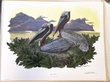 1972 Richard Sloan - BROWN PELICAN - Signed - 22” x 28” PELICANS OCCIDENTALIS  172286