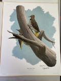 1972 Richard Sloan - YELLOW-SHAFTED FLICKER - Signed - 22” x 28” COLAPTES AURATUS  183711