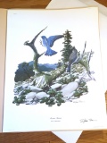 1970 Richard Sloan -MOUNTAIN BLUEBIRD - Signed - 22” x 28” SIALIA CURRUCOIDES 101278
