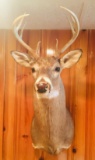 8 PT Buck Deer Head Mount 2001
