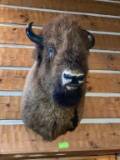 Bison Taxidermy Shoulder Mount