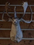 Caribou Taxidermy Shoulder Mount