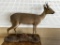 African Duiker Taxidermy Full Mount  Y