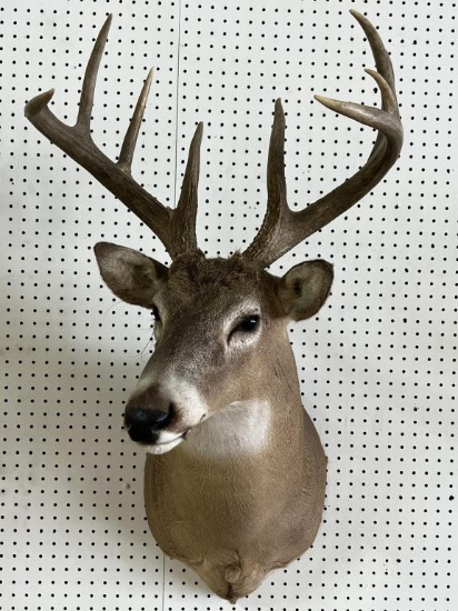 White Tail Deer Taxidermy