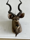 African Kudu Mount Taxidermy