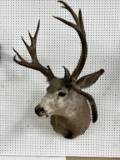 Non-Tipical Mule Deer Taxidermy