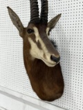 African Sable Antelope Taxidermy Shoulder