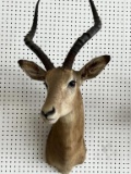 African Impala Taxidermy Shoulder Mount P
