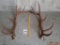 Pair of Elk Atlers