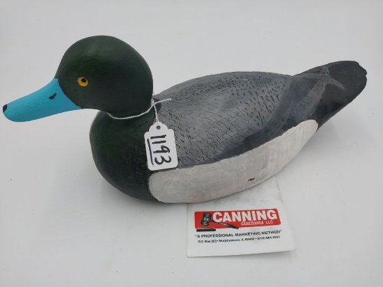 Blue bill Drake
