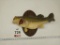Large mouth bass mount
