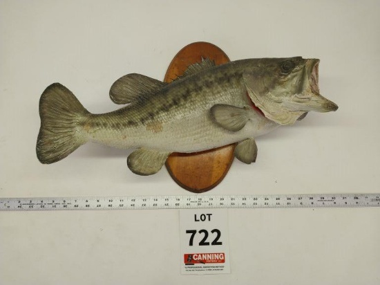 Large mouth bass mount