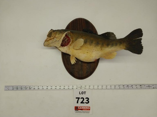 Large mouth bass mount
