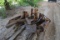 TREE SHEAR FOR CUTTER