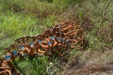 SET OF TRACK CHAINS FOR SKIDDER